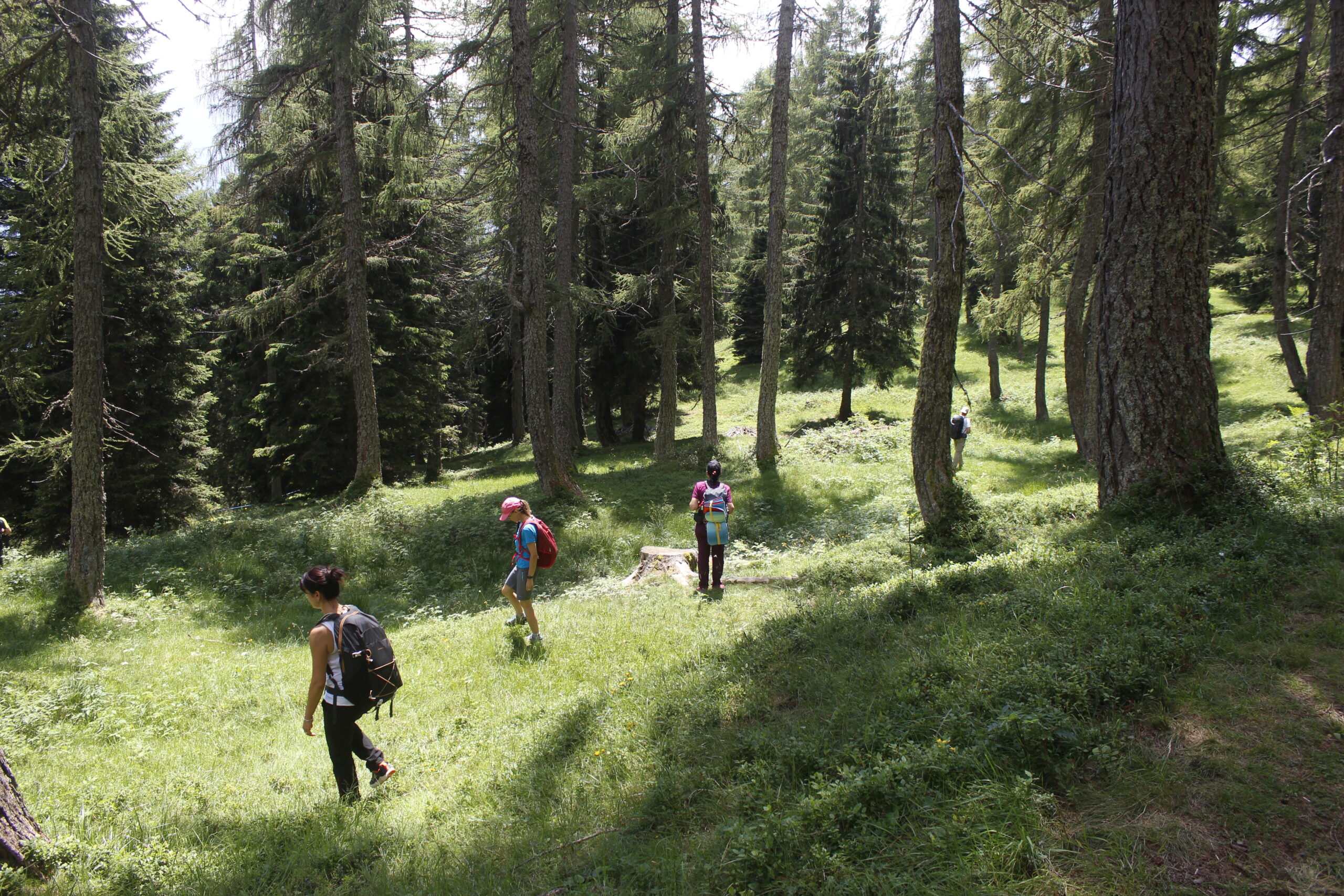 Terapia forestale per colon irritabile